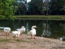 Parque do Ibirapuera